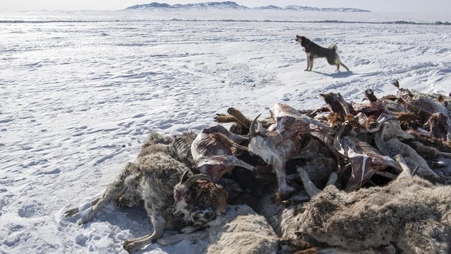 FOTO : Matinya Jutaan Ternak ulah Dzud Mongolia 
